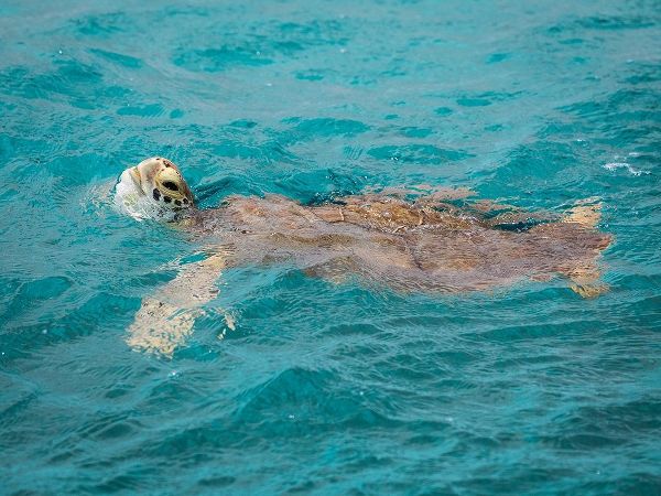 Caribbean-Grenada-Tobago Cays Green sea turtle in water
